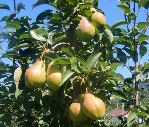 Pear variety Williams (Summer Duchess)