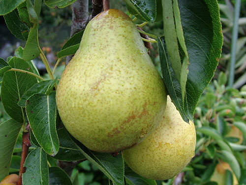 Pear variety Williams (Summer Duchess)