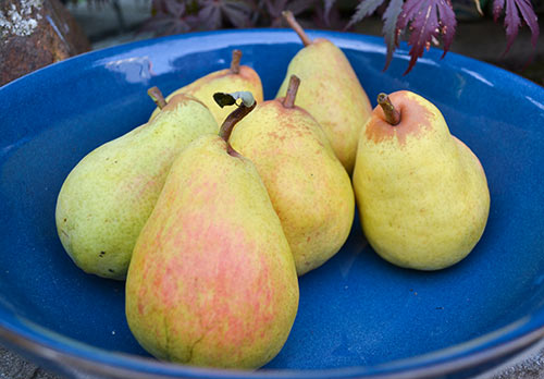 Pear variety Williams (Summer Duchess)