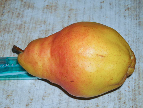 Pear variety Williams (Summer Duchess)