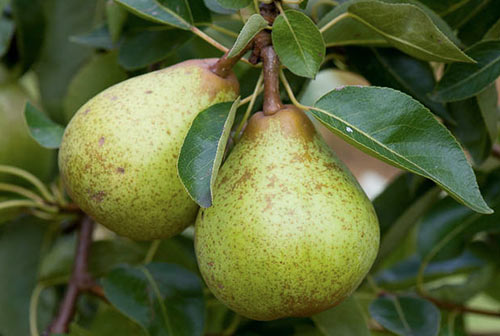 Pear variety Williams (Summer Duchess)