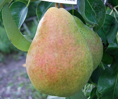 Pear variety Williams (Summer Duchess)