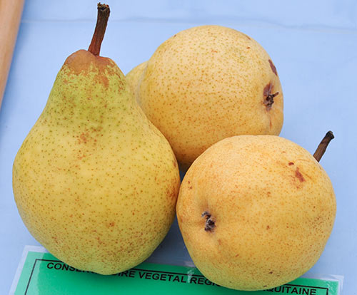 Pear variety Williams (Summer Duchess)