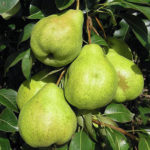 Pear variety August dew