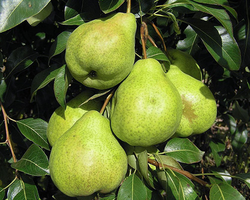 Pelbagai jenis pear embun Ogos