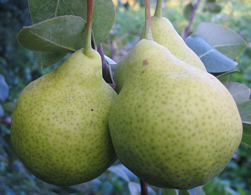 מגוון אגסים טל אוגוסט