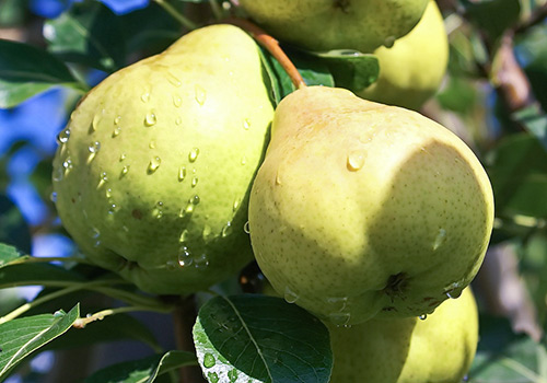 Pear variety August dew