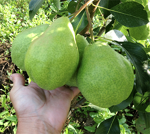 Pear variety August dew