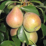 Pear variety Belarusian late