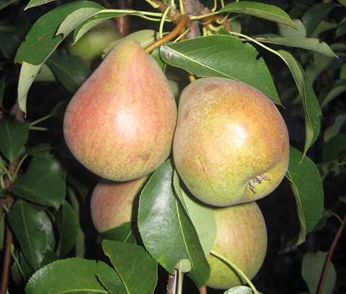 Pear variety Belarusian late