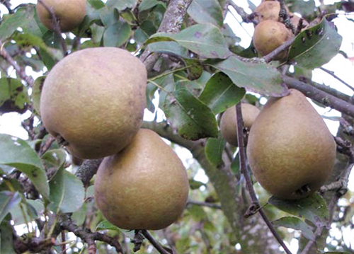 Pear variety Belarusian late