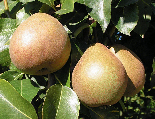 Pear variety Belarusian late