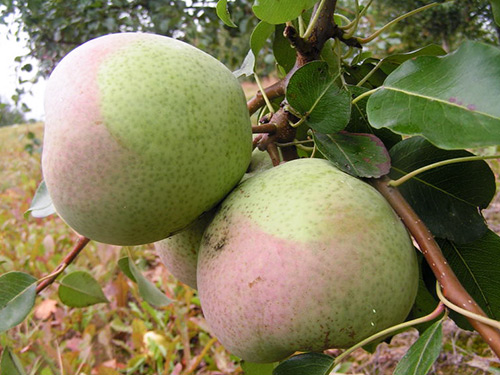 Pear variety Dessert Rossoshanskaya