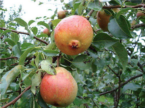 Pear variety Krasulia