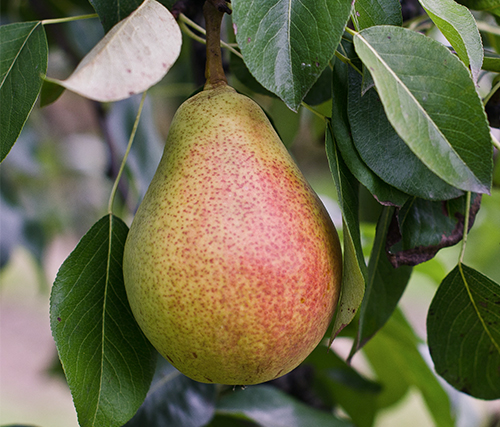 Pear variety Favorite Clappa