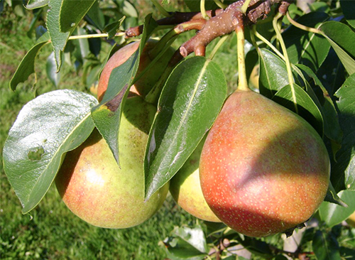 Pear variety Favorite Clappa