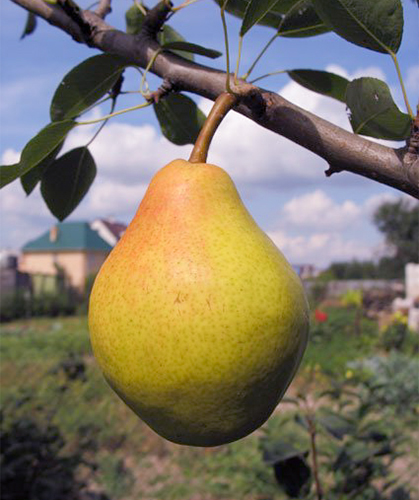 Pear variety Favorite Clappa