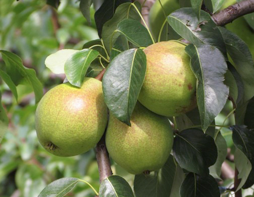 Pear variety Favorite Clappa