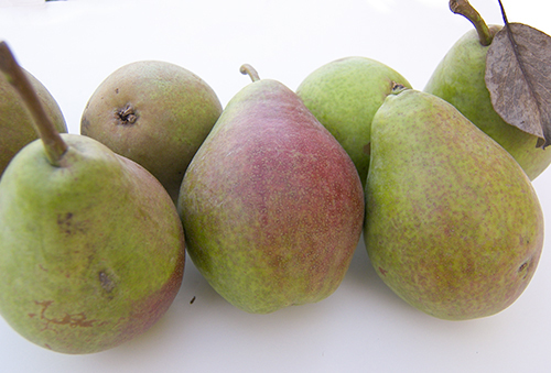 Pear variety Favorite Clappa