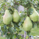 Pear variety November