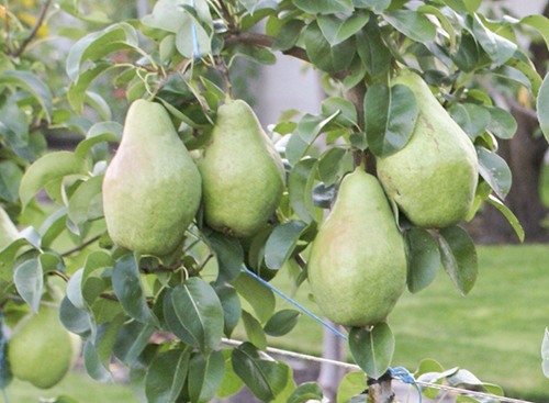 Pear variety November