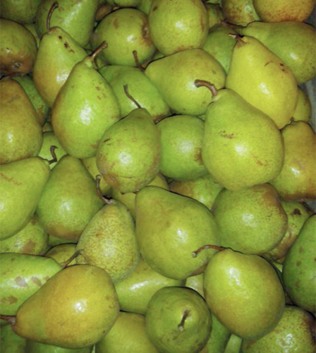 Pear variety November