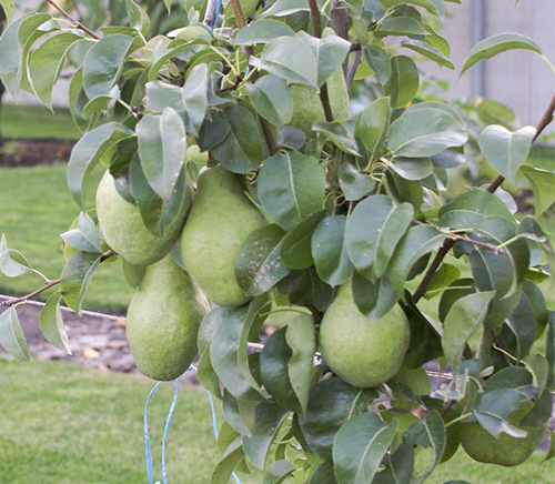 Pear variety November