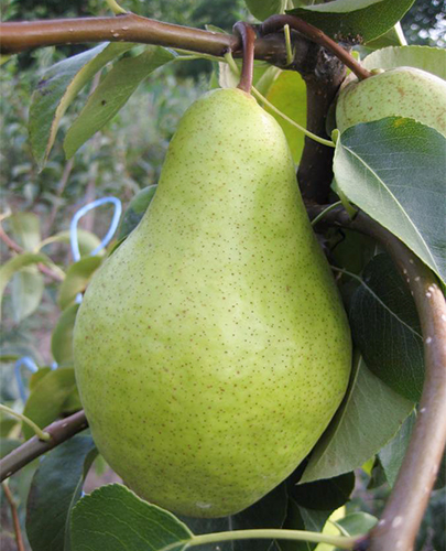 Pear variety November