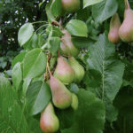 Pear variety Perun