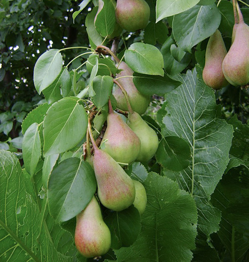 Ποικιλία αχλαδιών Perun