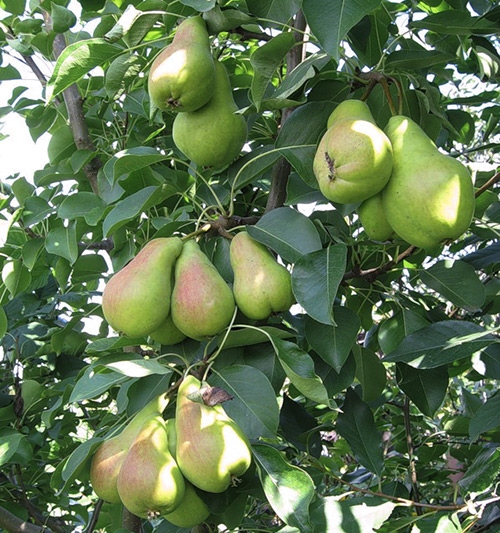 Pear variety Perun