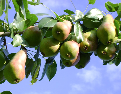 Ποικιλία αχλαδιών Perun