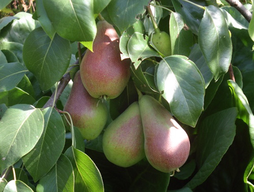 Pear variety Perun