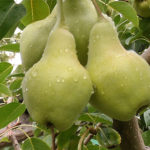 Pear variety Vidnaya