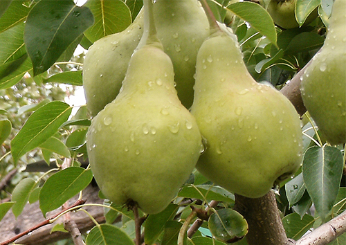 Pear variety Vidnaya