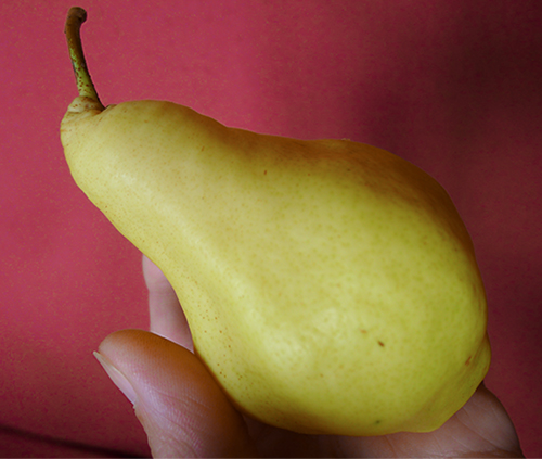 Pear variety Vidnaya