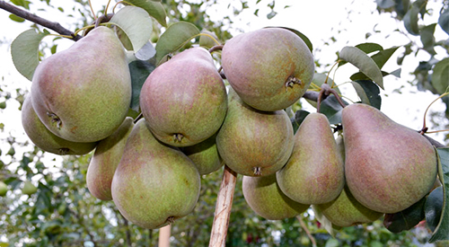 Pear variety Bryansk beauty