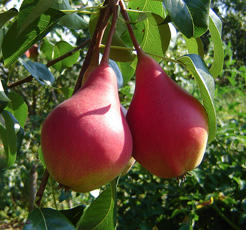 Pelbagai jenis pear Elegant Efimova