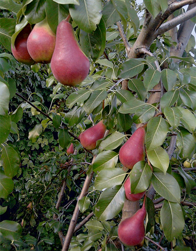 Pear variety Elegant Efimova