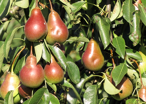 Pear variety Elegant Efimova