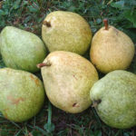 Pear variety Fabulous