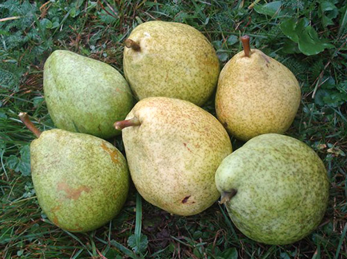 Pear variety Fabulous