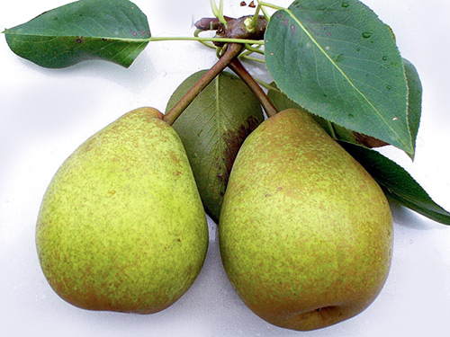 Pear variety Fabulous