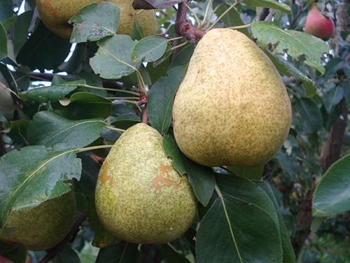 Pear variety Fabulous