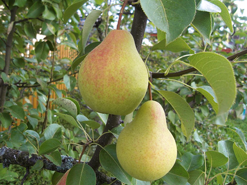 Pear variety Skorospelka from Michurinsk