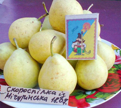 Pear variety Skorospelka from Michurinsk