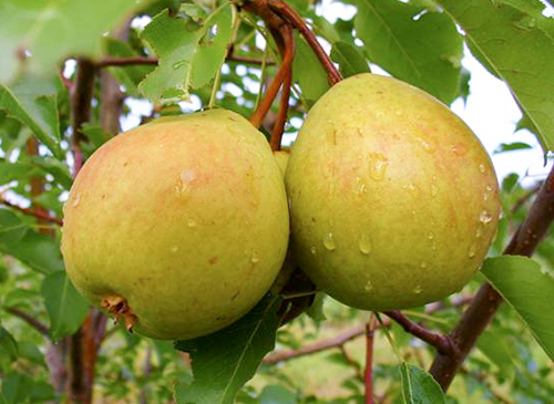 Pear variety Svarog