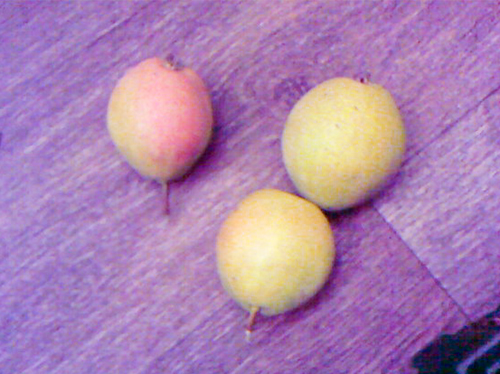 Pear variety Svarog