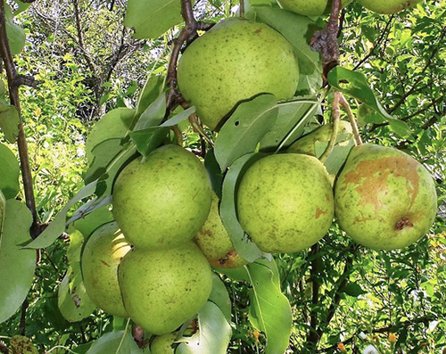 נושא מגוון אגסים