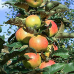 Apple variety Ostankino (columnar)